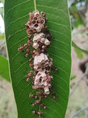 Ropalidia cyathiformis