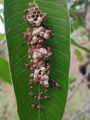 Ropalidia cyathiformis