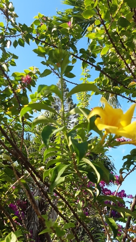 Allamanda cathartica image