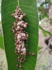 Ropalidia cyathiformis