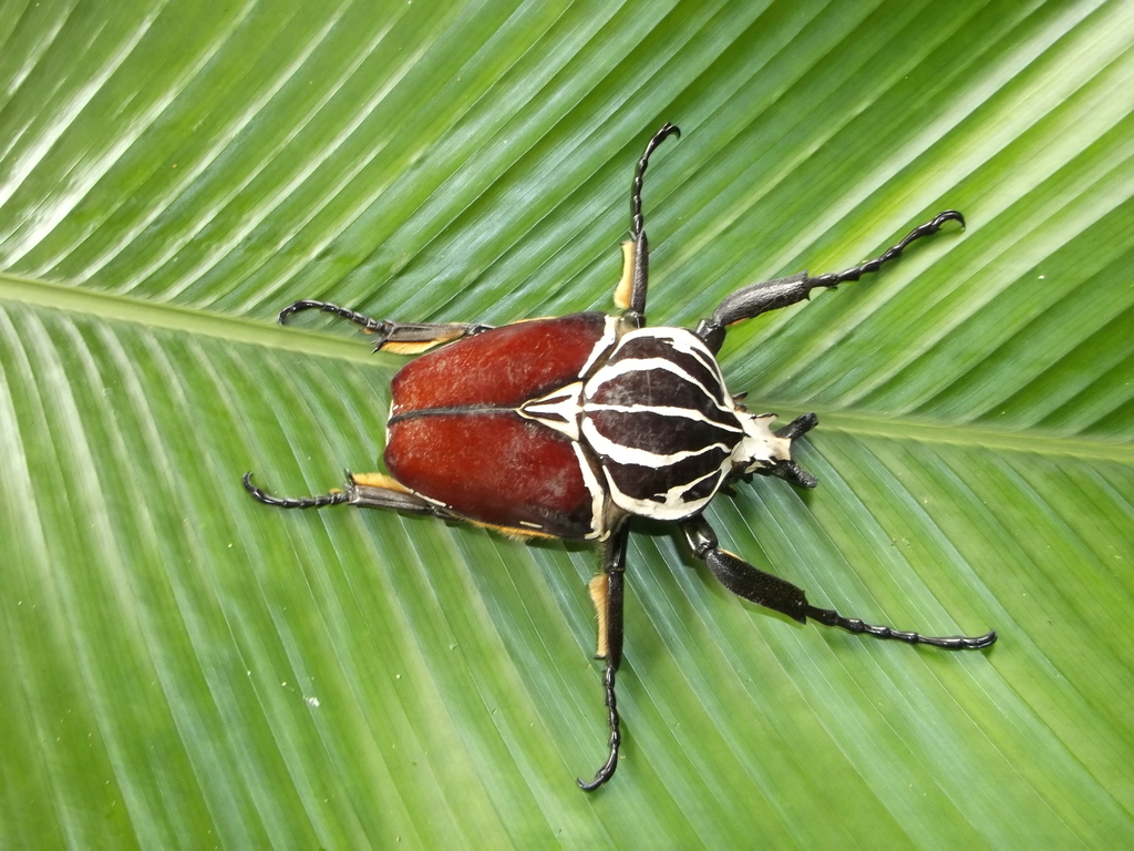 Goliathus goliatus apicalis 80mm CONGO（Goliathus goliathus