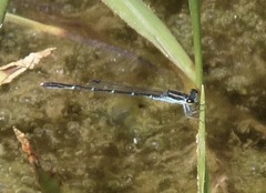 Agriocnemis splendidissima