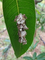 Ropalidia cyathiformis