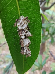 Ropalidia cyathiformis