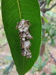 Ropalidia cyathiformis