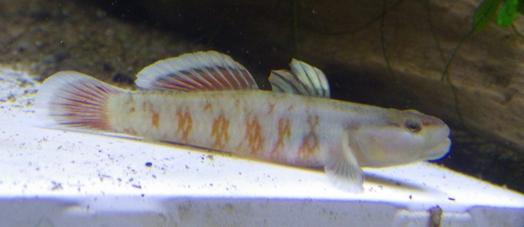 Chinese Vermilion Goby