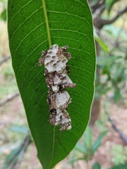 Ropalidia cyathiformis