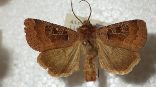 Noctuelle cuivreuse (La)