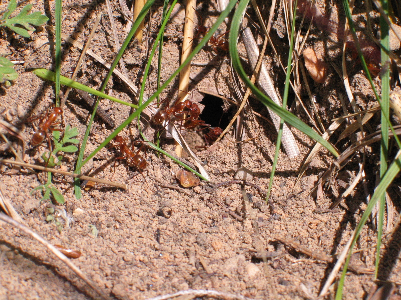 Formica dolosa