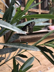 Catasticta nimbice