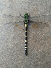 Anax tristis