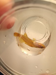 Etheostoma tippecanoe