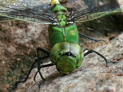 Anax tristis
