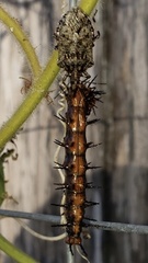 Apateticus lineolatus