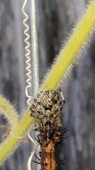 Apateticus lineolatus