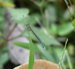 Agriocnemis pieris
