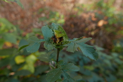 Dasineura crataegi