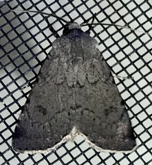 Euxoa comosa