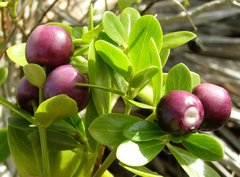 Kadua romanzoffiensis