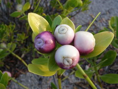Kadua romanzoffiensis