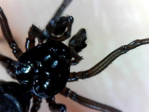 Fjaeldmark Dwarf Weaver