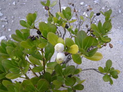 Kadua romanzoffiensis