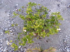 Kadua romanzoffiensis