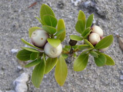 Kadua romanzoffiensis