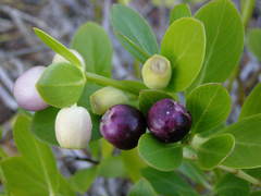 Kadua romanzoffiensis