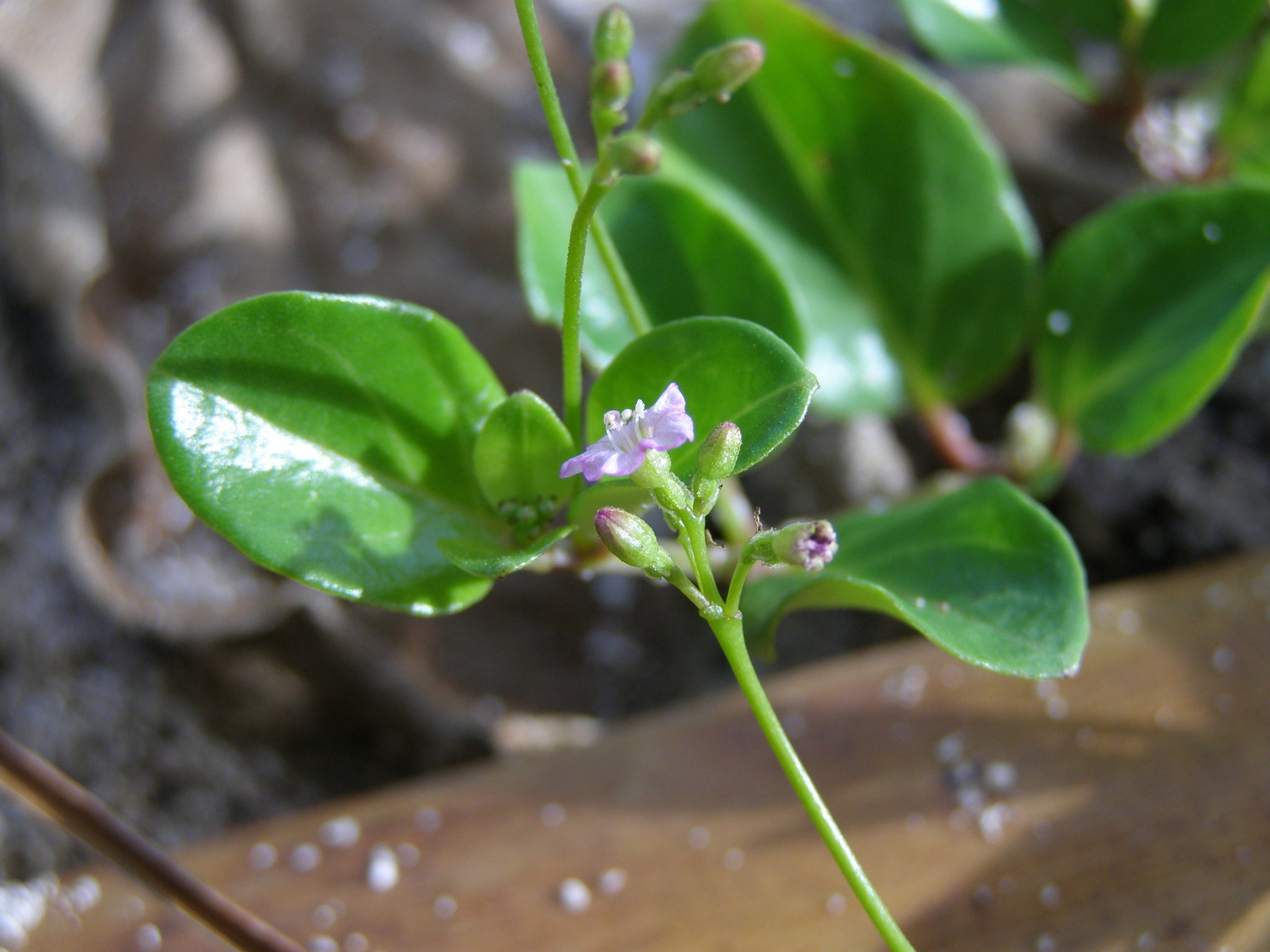 Boerhavia tetrandra