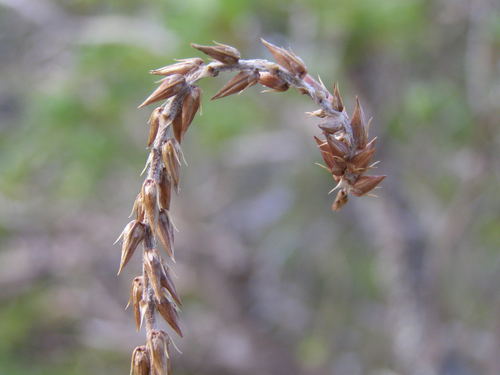 Achyranthes velutina observed 2010-10-11