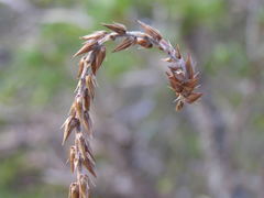 Achyranthes velutina