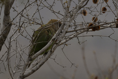 Poicephalus cryptoxanthus cryptoxanthus