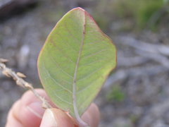 Achyranthes velutina