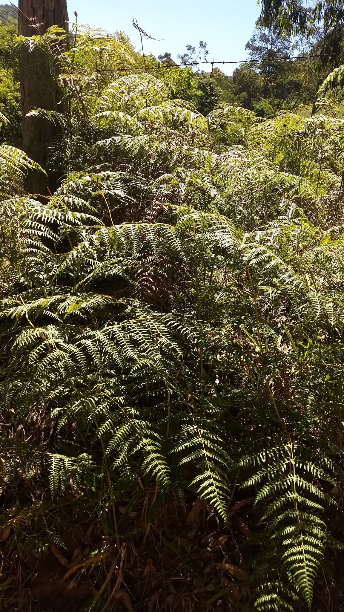 Pteridium aquilinum
