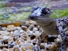 Crocodylus rhombifer