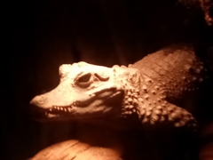 Crocodylus rhombifer