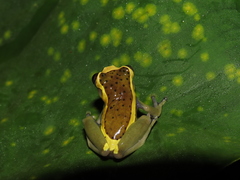 Dendropsophus manonegra