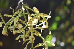 Epidendrum cristatum