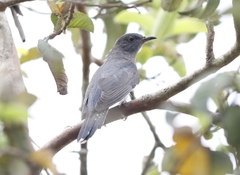 Cacomantis passerinus