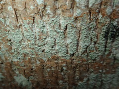 Pertusaria leioplaca