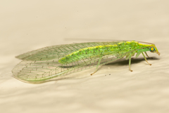 Chrysopidae