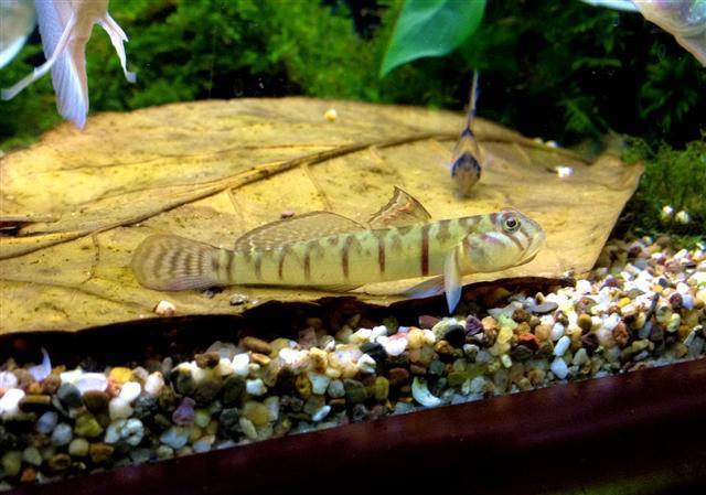 Candy Cane Goby