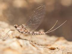 Ephemeroptera