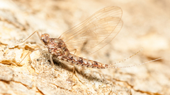 Ephemeroptera