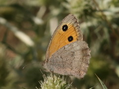 Hyponephele lycaon