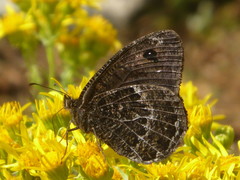 Satyrus actaea