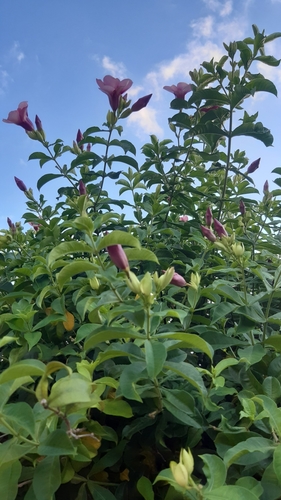 Allamanda blanchetii image