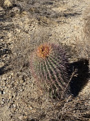 Ferocactus gracilis gracilis