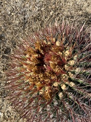 Ferocactus gracilis gracilis